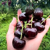 2 Black Cherry Plants Live 1-2 Feet Tall, Sweet Cherry Trees Live Plant, Cherry Live Plant Fruit Tree, Cherry Tree Plant