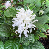 White Shrimp Plant Live, 4-9" Tall, Tropical Houseplant Well-Rooted