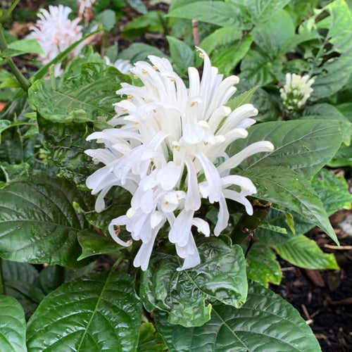 White Shrimp Plant Live, 4-9" Tall, Tropical Houseplant Well-Rooted