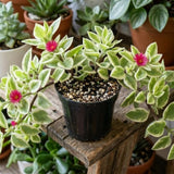 Variegated Baby Sun Rose Live Plant, Pink Ice Plant, Variegated Succulent, 2 Inch Pot for Indoor Outdoor Houseplant
