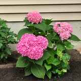 Pink Hydrangea Plant, 5 to 7 Inch Tall Hydrangea Plants Live, Without Pot, Change Color Flowers Hydrangeas Bush Plant Outdoor Shade Garden, Colorful Flowers