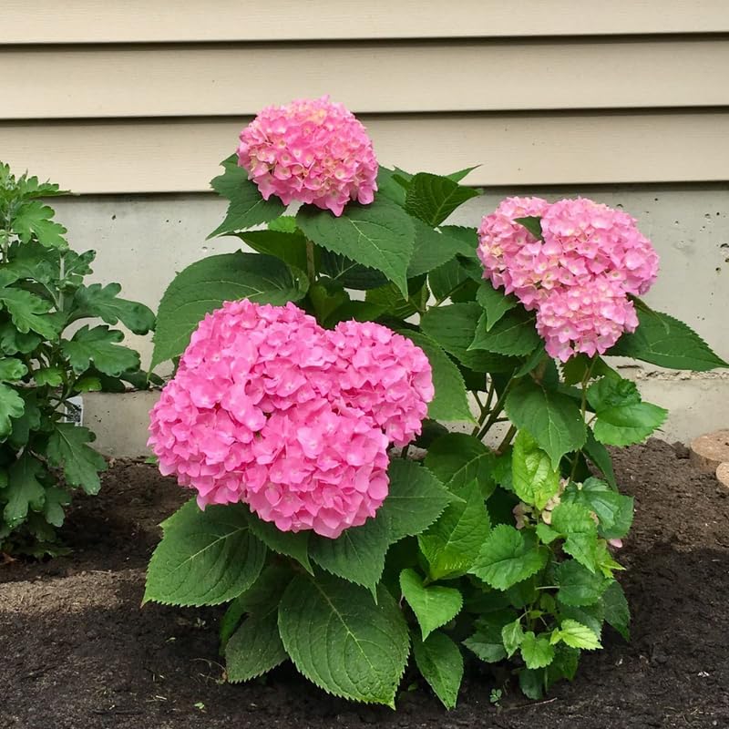 Pink Hydrangea Plant, 5 to 7 Inch Tall Hydrangea Plants Live, Without Pot, Change Color Flowers Hydrangeas Bush Plant Outdoor Shade Garden, Colorful Flowers