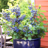 Emerald Blueberry Tree Live Plant Bush in 4" Pot, Sweet and Well-Rooted
