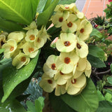 Live Crown of Thorns Plant, Hardy Crown of Thorns Succulent, 1 Feet Tall for Outdoor or Indoor Growing (Yellow)