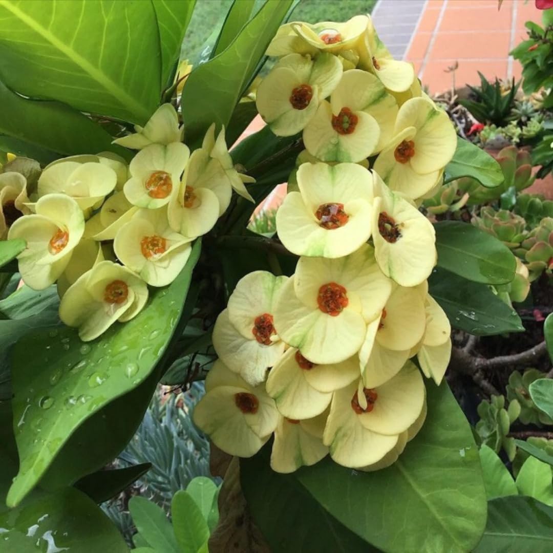 Live Crown of Thorns Plant, Hardy Crown of Thorns Succulent, 1 Feet Tall for Outdoor or Indoor Growing (Yellow)