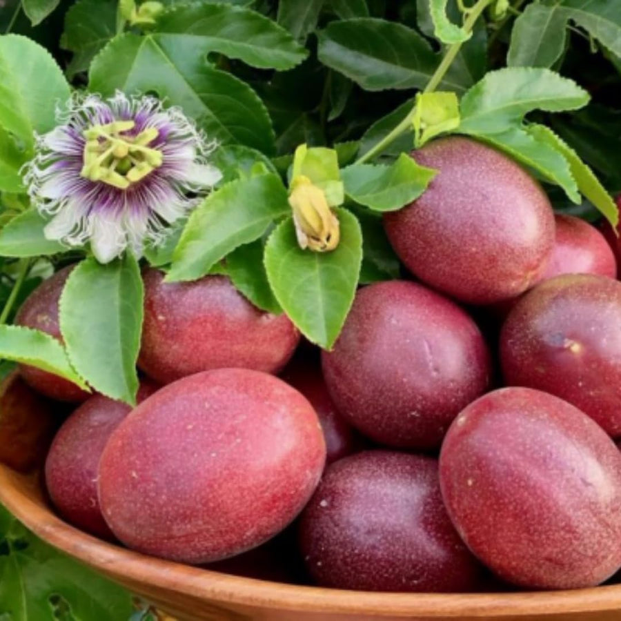 Live Purple Passionfruit Plant, Passion Fruit Vine, 2–3 Feet Tall, Ready for Planting