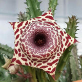 2 Starfish Cactus Plant 2 Inc Pot, Cactus Succulent Well Rooted 4-8 Inch Tall for Indoor Planting