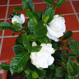 2 Cape Jasmine Plants Live, Gardenia Plants Live, Frost Proof Plant 4 to 6 Inc Long Zone 6 to 11