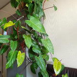 2 Lady Philodendron Live Plant 5-9" Tall, Rare Tropical Indoor Houseplant Home Garden