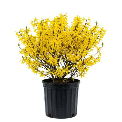 Lynwood Gold Forsythia Plant, Forsythia Plant Live, Quart Pot, 6-10 Inches Tall, Yellow Forsythia Shrubs Live Plant for Planting