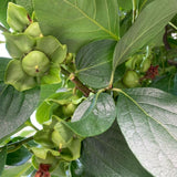 Live Hazelnut Shrub Live Plant 6-10" Tall, in Quart Pot, Hazelnut Plant for Landscaping and Garden, Dormant in Wintert, Well Rooted in Winter