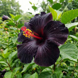 7 Hibiscus Cutting, Well-Rooted Hibiscus Flowers, Tropical Flowering for Indoor Outdoor Planting (Black)