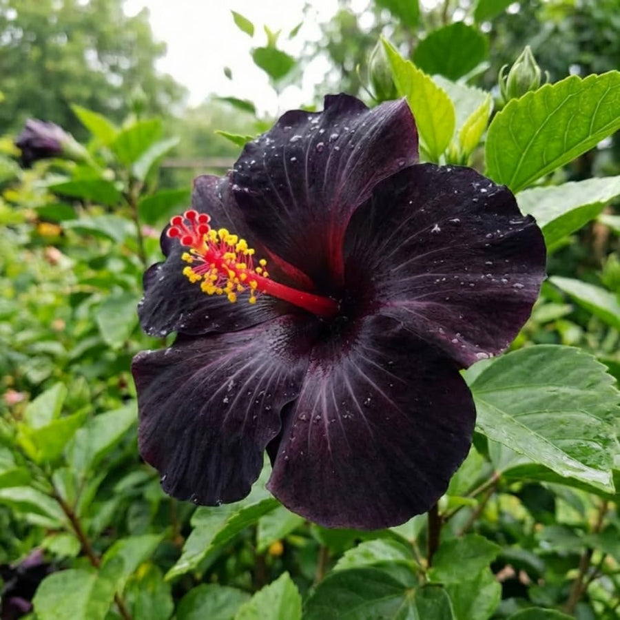 7 Hibiscus Cutting, Well-Rooted Hibiscus Flowers, Tropical Flowering for Indoor Outdoor Planting (Black)