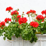 2 Geranium Plants Live, Live Geranium Plant, Red Geranium Flower Plants 4 to 6 Inches Tall, Easy to Plant