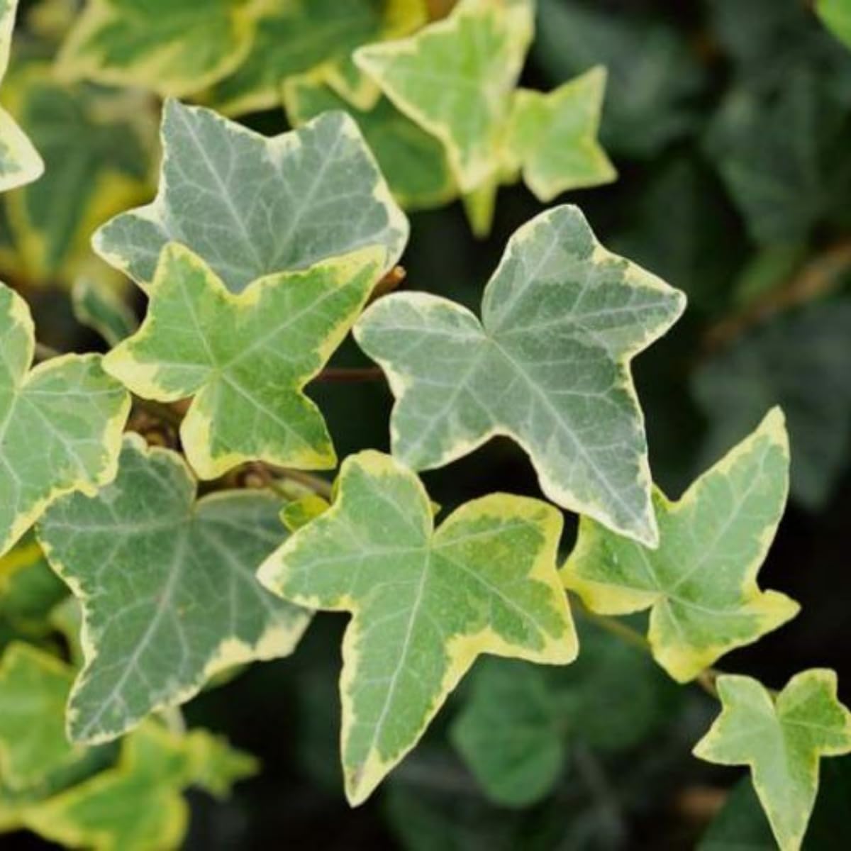 Variegated Ivy Plant, 4 Inch Pot, Hardy English Ivy Groundcover Houseplant