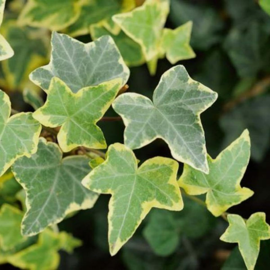 Variegated Ivy Plant, 4 Inch Pot, Hardy English Ivy Groundcover Houseplant
