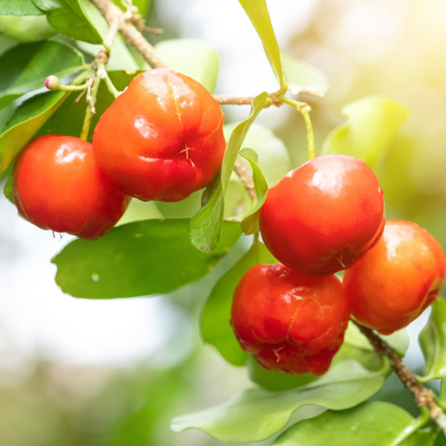 Live Barbados Cherry Tree Plant, Acerola Barbados Cherry Fruit Tree, 2 Feet Tall, Ready for Planting