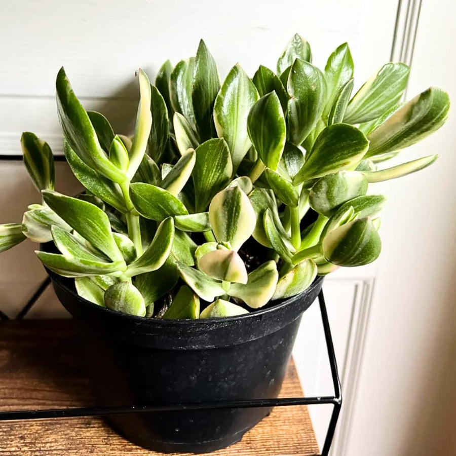 Variegated Jade Plant, Crassula Ovata Live Plant, Jade Succulent Houseplant, 4 Inch Pot for Indoor Outdoor Planting