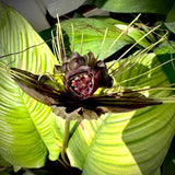 8"-14" Tropical Black Bat Orchird Flower Plant Live, Black Bat Tacca Chantrieri Houseplant, Indoor Outdoor Growing