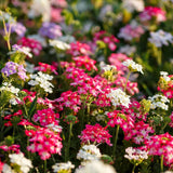 4 Mixed Verbena Plants Live, 5-9" Tall Hardy Perennial Flower Plants, Well-Rooted for Outdoor Planting