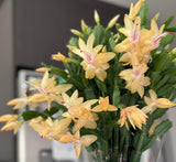 Yellow Christmas Cactus Plants Live, 4 to 6 Inch Tall Live Christmas Cactus Bare Roots, Perennial Well Rooted Flower Plants, Holiday Houseplant, No Pot