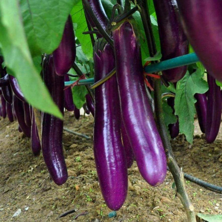 Live Eggplant Plant, Purple Eggplant Live, 4-7 Inches Tall in 4'' Pot, Long Vegetable Plant for Outdoor Garden