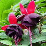 Black Fuchsia Plant Live, Hanging Basket Flower, 4-9" Tall, Hardy Fuchsia Vine for Shade Gardens, USDA Zones 8-11