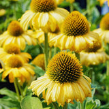 Set 2 of Yellow Echinacea Plants Live, Coneflower Live Plant Flowering Gardening, 4 to 6 Inc Tall Live Plant Coneflower Plants Live