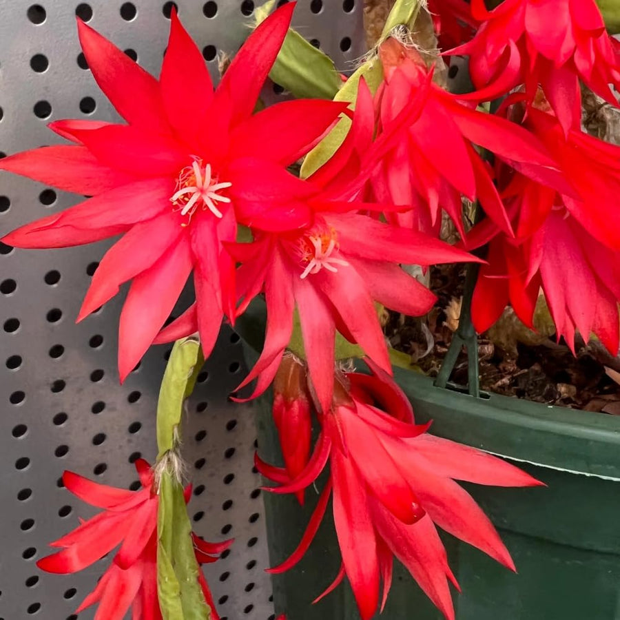 Easter Cactus Plant Live, Spring Cactus Live Plant, 4-8 Inch Height, Holiday Blooms for Outdoor Spaces, No Pot, Bareroot (Red)
