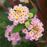 2 Lantana Plants Live, Perennial Live Flowering Lantana, Container Growing 4-9 Inch Tall