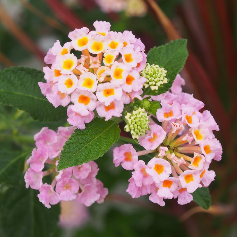 2 Lantana Plants Live, Perennial Live Flowering Lantana, Container Growing 4-9 Inch Tall