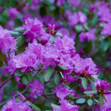 Live Azalea Plant, Rhododendron Flowering Shrub, Hardy Ornamental Plant, 10 Inches Tall, for Indoor or Outdoor Planting (Purple Azalea)