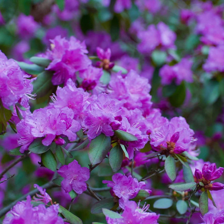 Live Azalea Plant, Rhododendron Flowering Shrub, Hardy Ornamental Plant, 10 Inches Tall, for Indoor or Outdoor Planting (Purple Azalea)