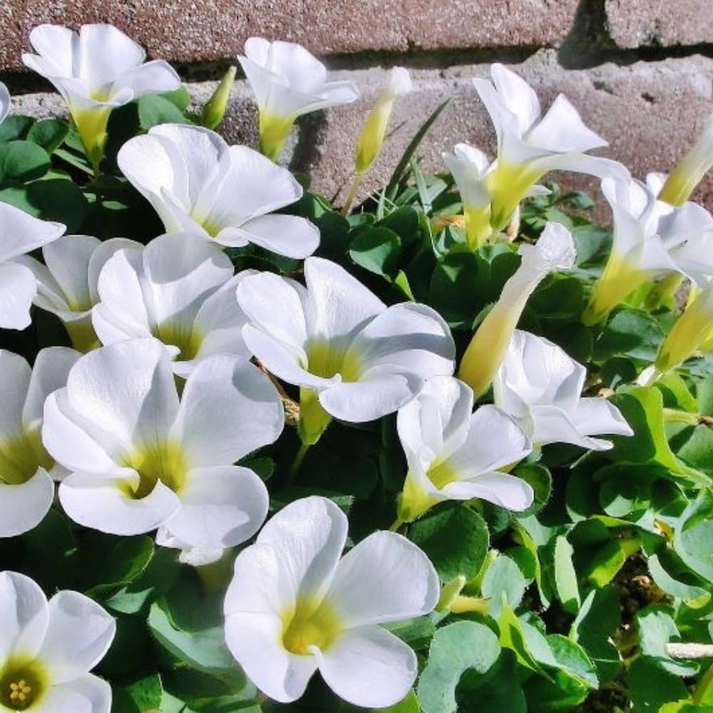 Oxalis Plant in 4'' Pot, 4-8'' Tall, Shamrock Flowers Plants, Perennial Flower Plants for Indoor and Outdoor Garden