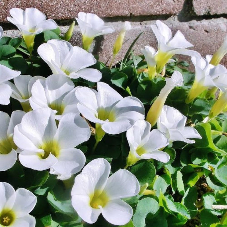 Oxalis Plant in 4'' Pot, 4-8'' Tall, Shamrock Flowers Plants, Perennial Flower Plants for Indoor and Outdoor Garden