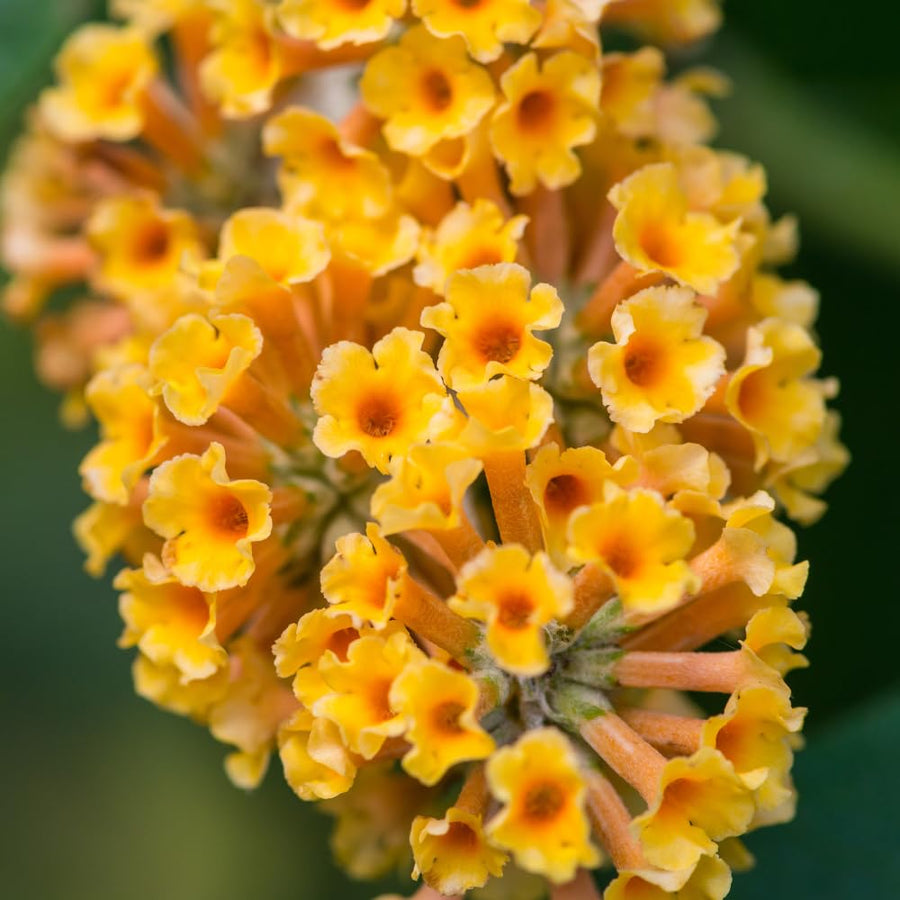 Butterfly Bush Shrubs, Yellow Butterfly Bush Live Plant Trees Shrub for Planting Garden Indoor Outdoor