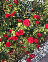 Red Don Juan Climbing Rose Live Plant, Fragrant Climber Rose for Garden, Hybrid Tea Roses Bushes, Establish Root, Cut Back