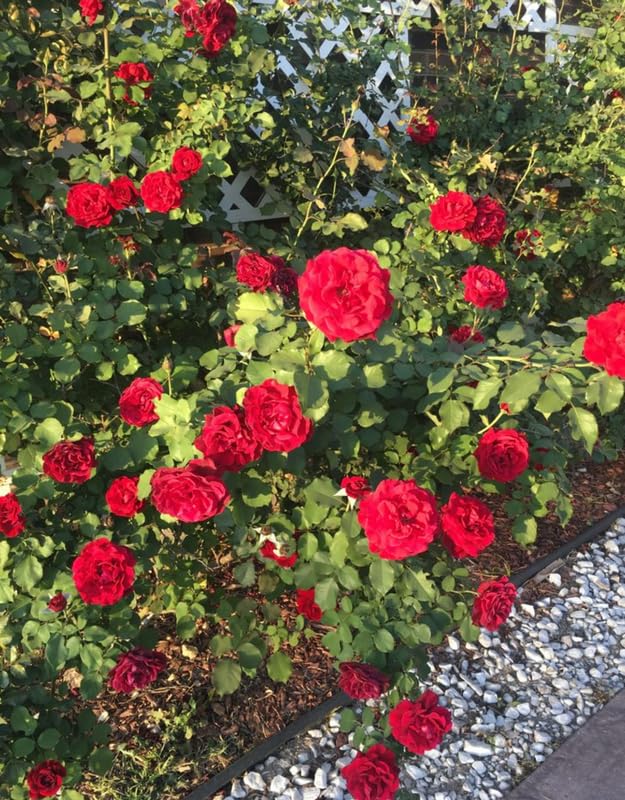 Red Don Juan Climbing Rose Live Plant, Fragrant Climber Rose for Garden, Hybrid Tea Roses Bushes, Establish Root, Cut Back