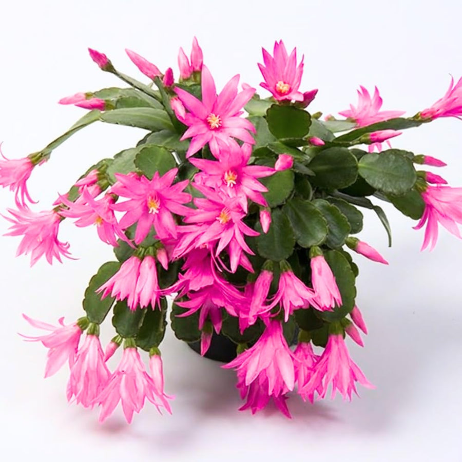 1 Easter Cactus Plant Live, Spring Cactus Live Plant, 4-8 Inch Height, Holiday Blooms for Outdoor Spaces, No Pot, Bareroot (Pink)