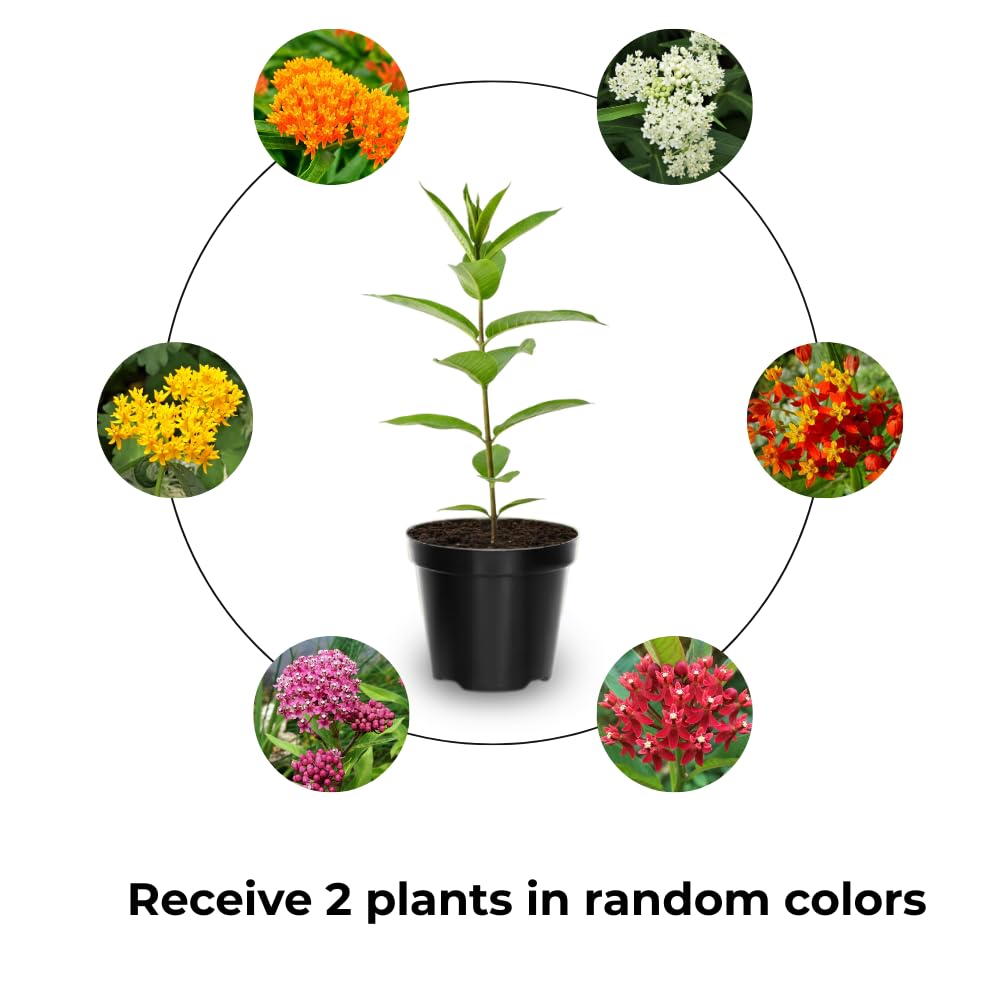 2 Mikweed Live Plants, Asclepias Tuberosa Perennial Flowers Plants, Tropical Butterfly Milkweeds 4-8 Inch for Outdoor Garden (Assorted)