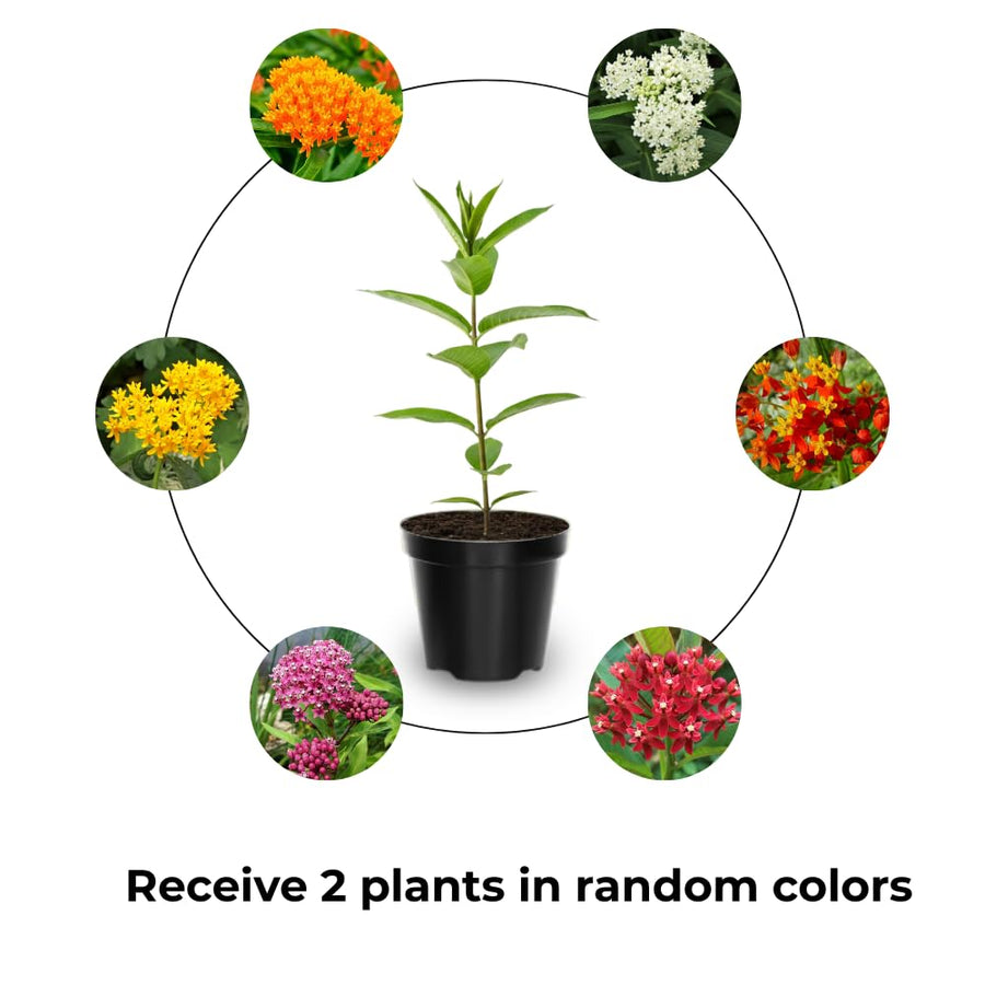 2 Mikweed Live Plants, Asclepias Tuberosa Perennial Flowers Plants, Tropical Butterfly Milkweeds 4-8 Inch for Outdoor Garden (Assorted)