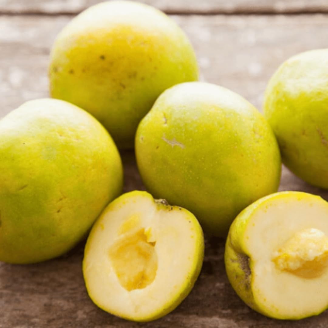 Live White Sapote Tree Plant, Sapote Fruit Tree, Tropical Plant, 1 Gallon Pot, Ready for Planting