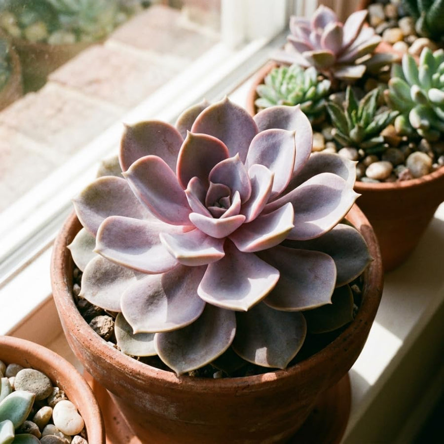 Purple Echeveria Live Plant, Echeveria Succulent Plant in 4 Inch Pot, Easy Care Succulent for Indoor Outdoor Houseplant