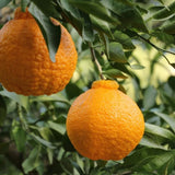Ugli Tangelo Tree 3 Feet Tall, Sweet Citrus Fruit Tree for Garden, Patio and Home Orchard, Grafted Orange Tree Citrus Like