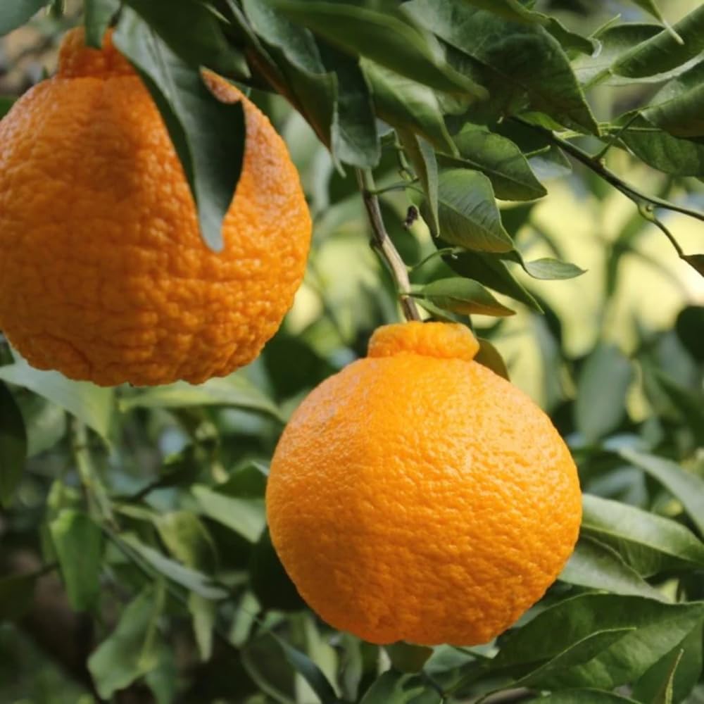 Ugli Tangelo Tree Live Plant, 3 Feet Tall Grafted Citrus Tree, Sweet Citrus Fruit Tree for Outdoor Planting, Orange Tree