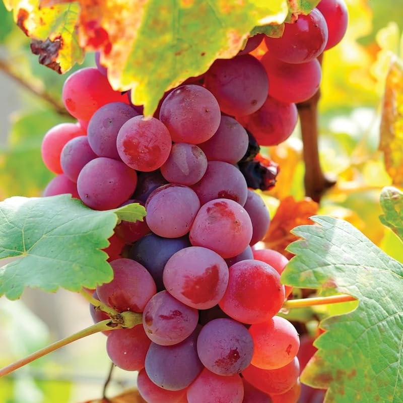 Red Grape Vine Plant Live for Planting, Bunch Grape Plant Live Grape Tree 1 to 2 Years Old, Grape Fruit Tree