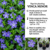 2 Vinca Minor Live Plants in 4'' Pot, Periwinkle Ground Cover Vine, Fast Growing Trailing Plant for Garden Beds, Borders or Landscape Planting