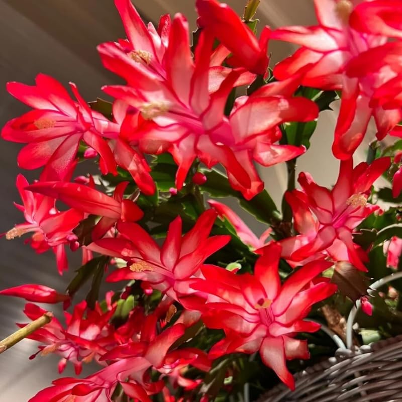 2 Christmas Cactus Plants Live, Holiday Blooming Indoor Plants Live Houseplants, Hanging Baskets Easy Care, Well-Rooted 5-8" Tall, No Pot, Bareroots, Single Stems (Purple Christmas Cactus)