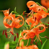 Set of 10 Turks Cap Lily Bulbs, Tiger Lily Hardy Perennial Flower Bulbs for Gardens, Borders, and Outdoor Landscaping, Reblooming Summer Flowers