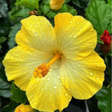 Red Yellow Hibiscus Plant Live, Well-Rooted Hibiscus Flowers, 5-7 Inches Tall, Tropical Flowering for Indoor Outdoor Planting
